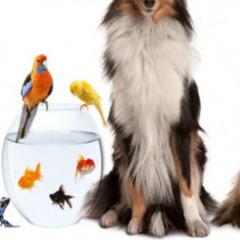 Vous aimez les animaux ? Devenez Pet Sitter et proposez de la Garde d’Animaux
