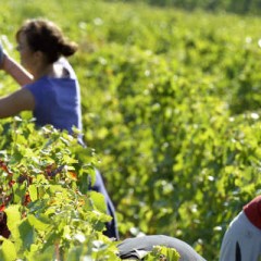 Travailler en milieu rural : non, il n’y a pas que les vendanges