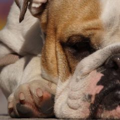 [Interview] Grégory, qui fait partie du site Animaute, vous explique comment gagner de l’argent avec le pet sitting