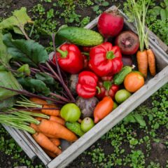Un potager pour faire des économies