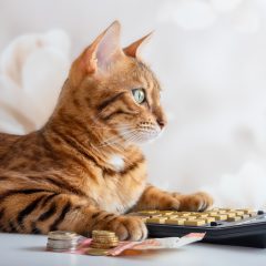 Quel animal de compagnie coûte le moins cher ?  Adopter un animal en ayant toutes les dépenses en tête