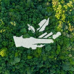 Les avantages de l’investissement dans les forêts : une opportunité méconnue